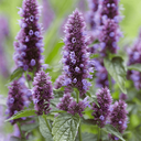 [003] Agastache fennel (Agastache foeniculum)