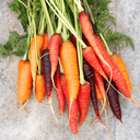 [042] Scarlett Nantes Carrots (Daucus carota var. sativus)