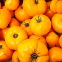 [297] Tomate Jubilée (Solanum lycopersicum)