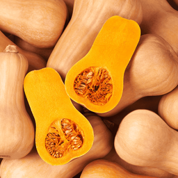[346] Butternut Squash (Cucurbita moschata)