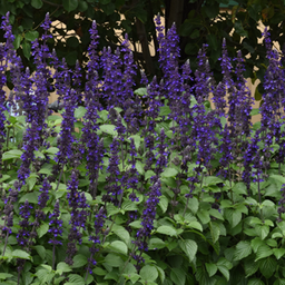 [70] Salvia ''Victoria blue''(Salvia farinacea)