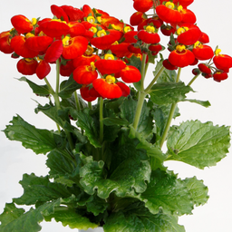 [248] Calceolaria Dainty Mix (Calceolaria)