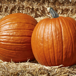 [50] Citrouille (Cucurbita pepo)