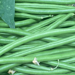 [259] Pole Bean ''Seychelles'' (Phaseolus vulgaris)