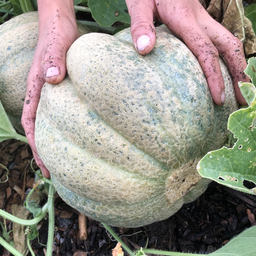 [125] ﻿Melon de Montréal (Cucumis melo)﻿