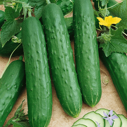[062] ﻿Concombre libanais(Cucumis sativus)﻿