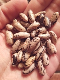 [179] Peasant Pole Bean (Phaseolus vulgaris)