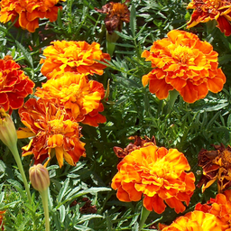 [140] Tagetes (Tagetes sp.)