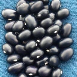 [304]  Black Coco Bush Bean (Phaseolus vulgaris)