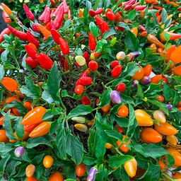 [157] Five Color Pepper (Capsicum annuum)