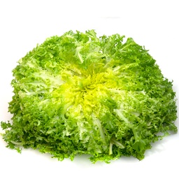 [051] Show Glory Chicory (Cichorium endivia var. crispum)