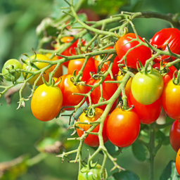 [800] Cheeseman's Cherry Tomato (Solanum Cheesmani)