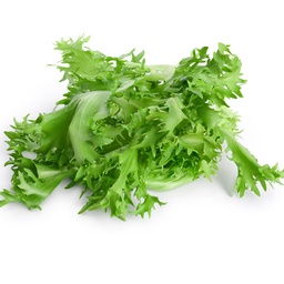 [177] Chicory Fine de Louviers (Cichorium Endivia)