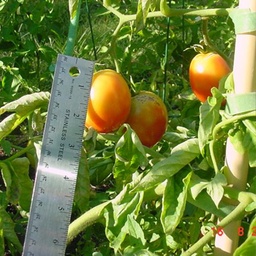 [319] Tomate Précocibec (Solanum lycopersicum)