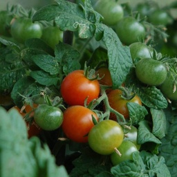 [316] Pigmy micro-dwarf tomato (Solanum lycopersicum)