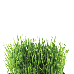 [029] Cat Grass (Avena sativa)