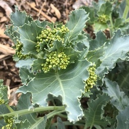 [B-09] Chou crambe maritime (Crambe maritima)